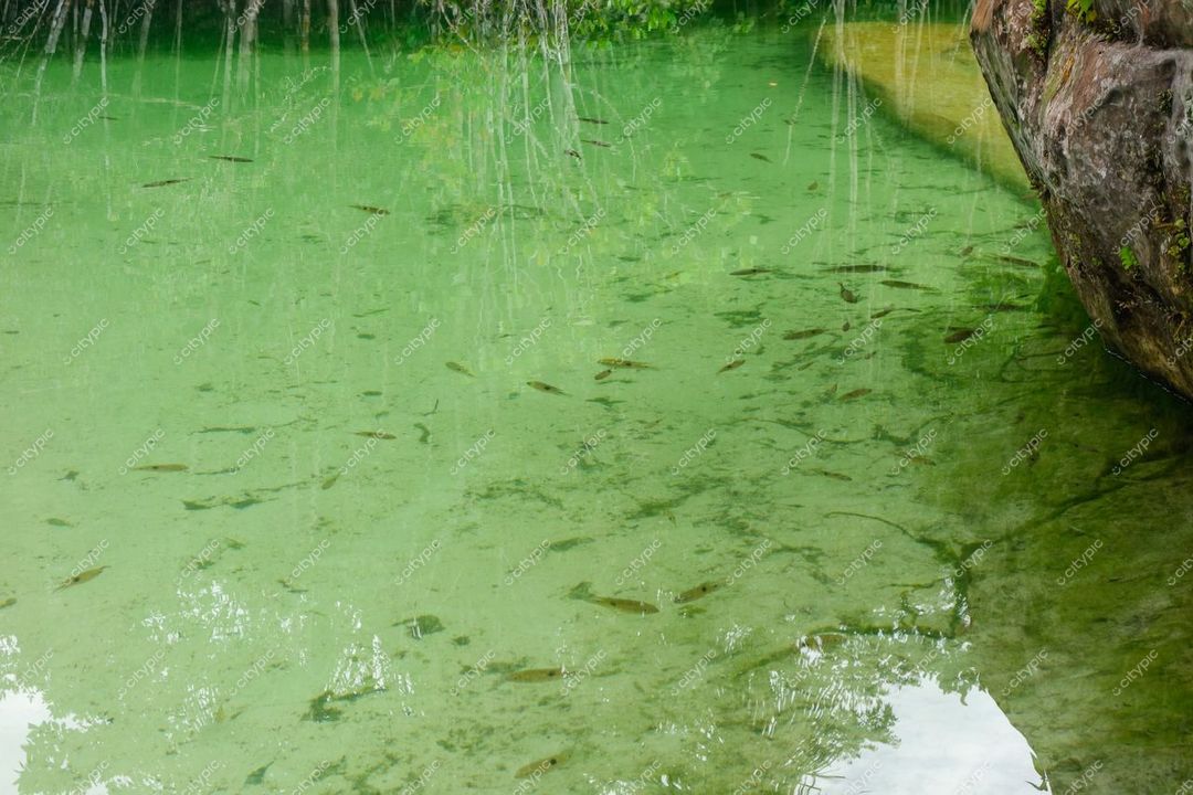 Presidente Figueiredo, Amazonas, água cristalina com peixes e rocha coberta por vegetação densa em luz natural