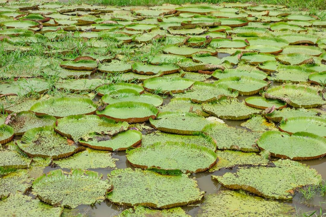 Manaus, Amazonas, vasto campo de vitória-régia refletindo vegetação e céu nublado em ambiente aquático tranquilo